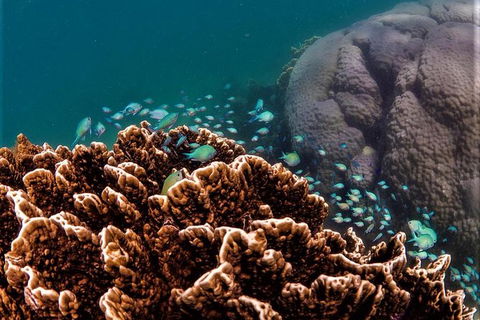 Ningaloo Reef Or Muiron Islands Snorkeling And Wildlife Adventure - Northern Rivers Accommodation 0