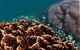 Ningaloo Reef Or Muiron Islands Snorkeling And Wildlife Adventure - thumb 8