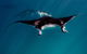Ningaloo Reef Or Muiron Islands Snorkeling And Wildlife Adventure - thumb 3