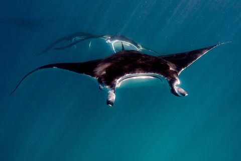 Ningaloo Reef Or Muiron Islands Snorkeling And Wildlife Adventure - Northern Rivers Accommodation 3
