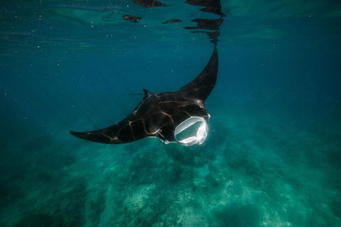 Ningaloo Reef Or Muiron Islands Snorkeling And Wildlife Adventure - Northern Rivers Accommodation 2