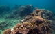 Ningaloo Reef Or Muiron Islands Snorkeling And Wildlife Adventure - thumb 4