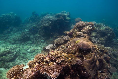 Ningaloo Reef Or Muiron Islands Snorkeling And Wildlife Adventure - Northern Rivers Accommodation 4