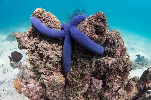 Ningaloo Reef Or Muiron Islands Snorkeling And Wildlife Adventure - Northern Rivers Accommodation 12
