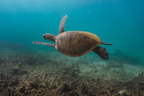 Ningaloo Reef Or Muiron Islands Snorkeling And Wildlife Adventure - Northern Rivers Accommodation 5