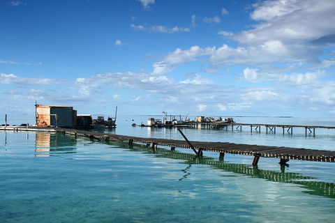 Full Day Guided Abrolhos Fly And Flipper Tour From Geraldton - Northern Rivers Accommodation 0