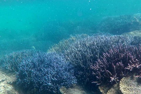 Full Day Guided Abrolhos Fly And Flipper Tour From Geraldton - Northern Rivers Accommodation 1