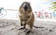 Rottnest Island Round-Trip Ferry From Perth Or Fremantle - thumb 6