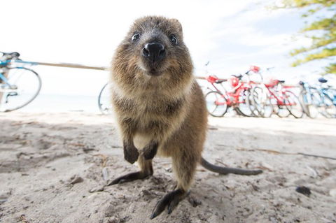 Rottnest Island Round-Trip Ferry From Perth Or Fremantle - Northern Rivers Accommodation 6
