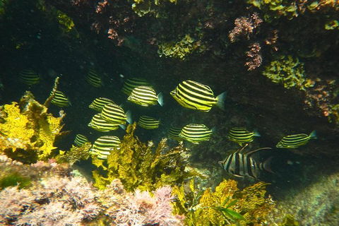 Margaret River Coastal And Wildlife Eco Trip From Busselton Or Dunsborough - Northern Rivers Accommodation 4
