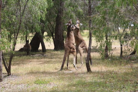 Margaret River Coastal And Wildlife Eco Trip From Busselton Or Dunsborough - Northern Rivers Accommodation 14