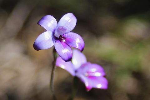 Margaret River Coastal And Wildlife Eco Trip From Busselton Or Dunsborough - Northern Rivers Accommodation 6