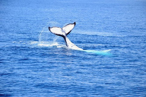 Margaret River Coastal And Wildlife Eco Trip From Busselton Or Dunsborough - Northern Rivers Accommodation 11