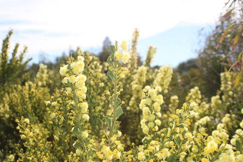 Margaret River Coastal And Wildlife Eco Trip From Busselton Or Dunsborough - Northern Rivers Accommodation 7