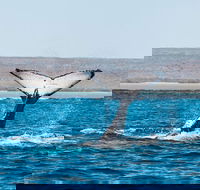 Ningaloo Reef Eco Tours