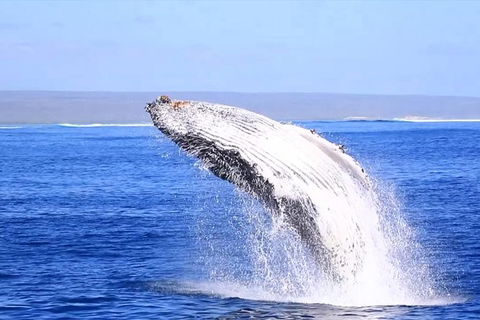 Ningaloo Reef Eco Tours - Northern Rivers Accommodation 1
