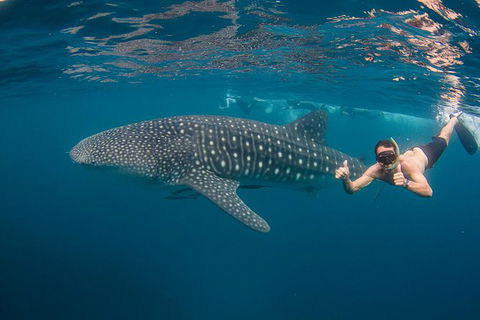 Ningaloo Reef Whale Shark Snorkeling Adventure Apr-July - Northern Rivers Accommodation 0