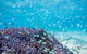 Ningaloo Reef Whale Shark Snorkeling Adventure Apr-July - thumb 6