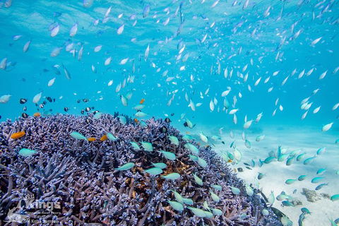 Ningaloo Reef Whale Shark Snorkeling Adventure Apr-July - Northern Rivers Accommodation 6