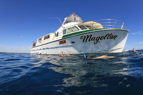 Ningaloo Reef Whale Shark Snorkeling Adventure Apr-July - Northern Rivers Accommodation 13