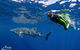 Ningaloo Reef Whale Shark Snorkeling Adventure Apr-July - thumb 10
