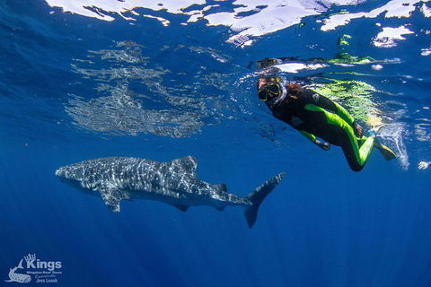 Ningaloo Reef Whale Shark Snorkeling Adventure Apr-July - Northern Rivers Accommodation 10
