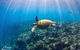 Ningaloo Reef Whale Shark Snorkeling Adventure Apr-July - thumb 3