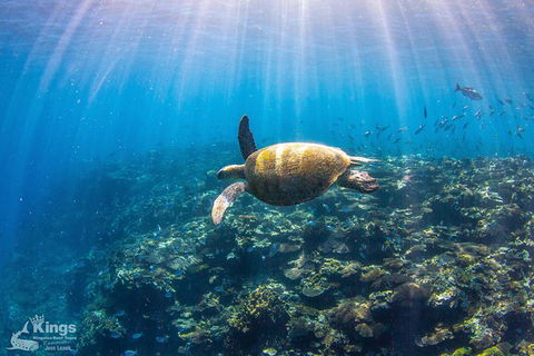 Ningaloo Reef Whale Shark Snorkeling Adventure Apr-July - Northern Rivers Accommodation 3