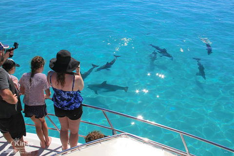 Ningaloo Reef Whale Shark Snorkeling Adventure Apr-July - Northern Rivers Accommodation 4