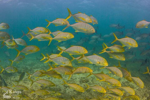 Ningaloo Reef Whale Shark Snorkeling Adventure Apr-July - Northern Rivers Accommodation 5