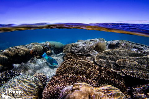 Ningaloo Reef Whale Shark Snorkeling Adventure Apr-July - Northern Rivers Accommodation 8