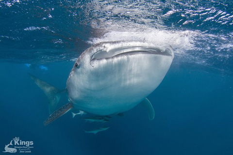 Ningaloo Reef Whale Shark Snorkeling Adventure Apr-July - Northern Rivers Accommodation 9