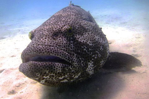 Scuba Dive Ningaloo Reef - Northern Rivers Accommodation 1