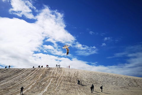 Private Tour To Pinnacles, Yanchep, Lobster Shack And Lancelin - Northern Rivers Accommodation 1