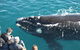 Augusta Whale Watching Eco Tour - thumb 0