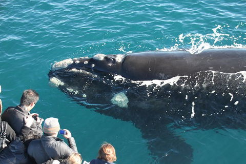 Augusta Whale Watching Eco Tour - Northern Rivers Accommodation 0
