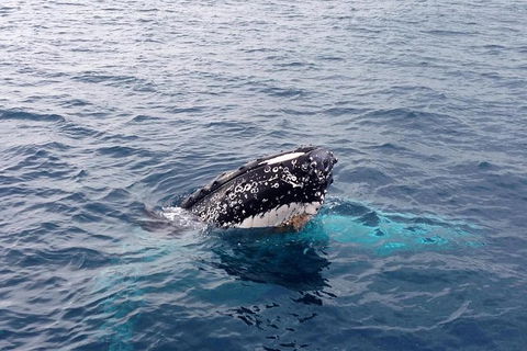 Augusta Whale Watching Eco Tour - Northern Rivers Accommodation 5