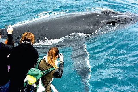 Augusta Whale Watching Eco Tour - Northern Rivers Accommodation 3