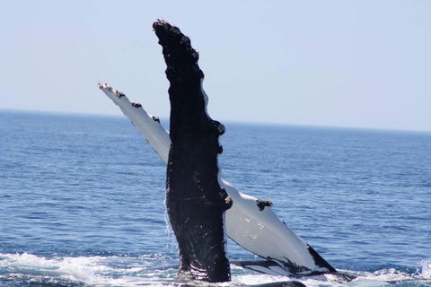 Augusta Whale Watching Eco Tour - Northern Rivers Accommodation 4