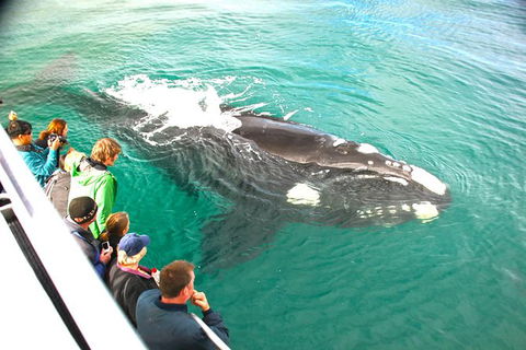 Augusta Whale Watching Eco Tour - Northern Rivers Accommodation 7
