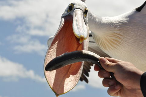 Kalgan Queen Scenic Cruises A Four Hour Sheltered Water Wildlife Tour Daily Fun. - Northern Rivers Accommodation 5