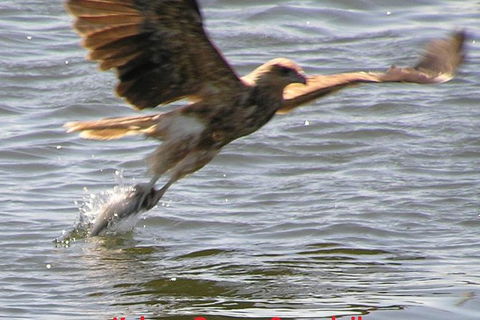 Kalgan Queen Scenic Cruises A Four Hour Sheltered Water Wildlife Tour Daily Fun. - Northern Rivers Accommodation 6