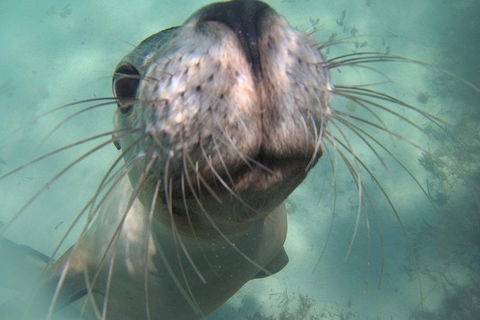 Snorkel And Visit The Gorgeous Rottnest Island - Northern Rivers Accommodation 1