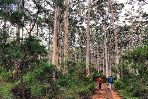 Guided Walks On The Cape To Cape - Redgate Beach To Boranup Forest - Northern Rivers Accommodation 2