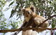 Great Ocean Road Small-Group Ecotour From Melbourne - thumb 35