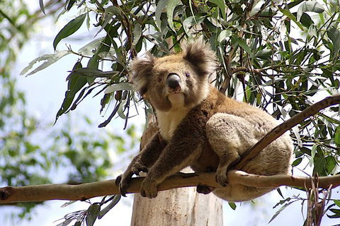 Great Ocean Road Small-Group Ecotour From Melbourne - Northern Rivers Accommodation 35