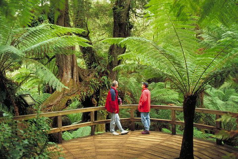 Great Ocean Road Small-Group Ecotour From Melbourne - Northern Rivers Accommodation 28