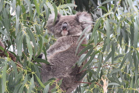 Koalas And Kangaroo In The Wild Tour From Melbourne - Northern Rivers Accommodation 9