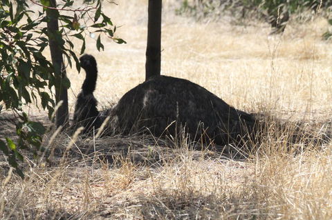 Koalas And Kangaroo In The Wild Tour From Melbourne - Northern Rivers Accommodation 8