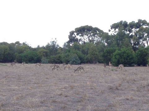 Koalas And Kangaroo In The Wild Tour From Melbourne - Northern Rivers Accommodation 11